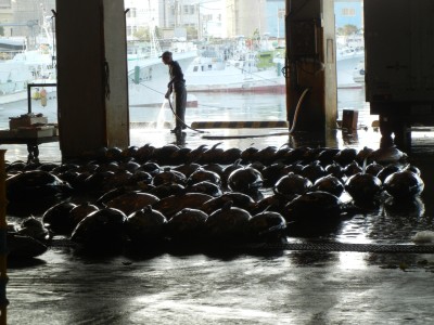 泊港内の栄町市場ではマグロがゴロゴロしていました！
