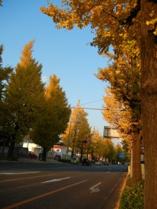 高尾駅周辺。下界はイチョウが夕日に照らされて金色に。