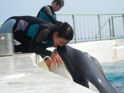 イルカやシャチのショーは何度見ても楽しいですが、調教師と生き物たちとの信頼関係で成り立っています