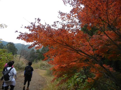 高尾山山頂からすぐのもみじ台。すでに紅葉真っ盛りでした。