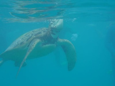 やっぱり島の海は色が違いますね