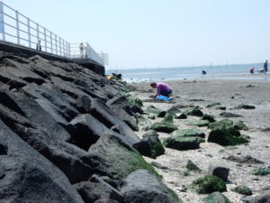 普段は水中のはずの堤防下。